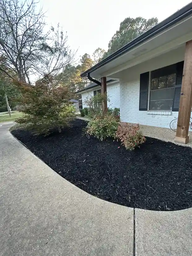 Fresh black mulch bed curving along a white brick house with a young Japanese maple